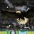 Eagle1900 Avatar Eagle1900