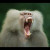 Anticorpo Avatar Anticorpo