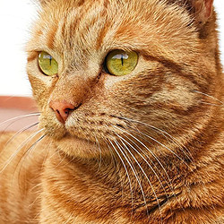 avatar Papuc