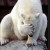 MELIDOM Avatar MELIDOM