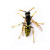 VESPA17 Avatar VESPA17