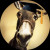 ignoranzaepastorizia Avatar ignoranzaepastorizia