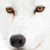 Alfio Avatar Alfio