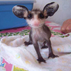 avatar Opossumstanco