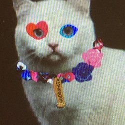 HarleyCat avatar
