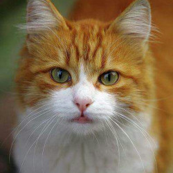 avatar solome