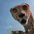 SitaTheCheetah Avatar SitaTheCheetah