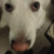 Spammone Avatar Spammone