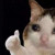maule Avatar maule