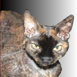 avatar Pipistra