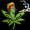 Avatar piripicchino