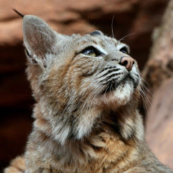 avatar BlackRedCat