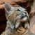BlackRedCat Avatar BlackRedCat