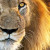 Superleo Avatar Superleo