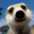 Surycata Avatar Surycata